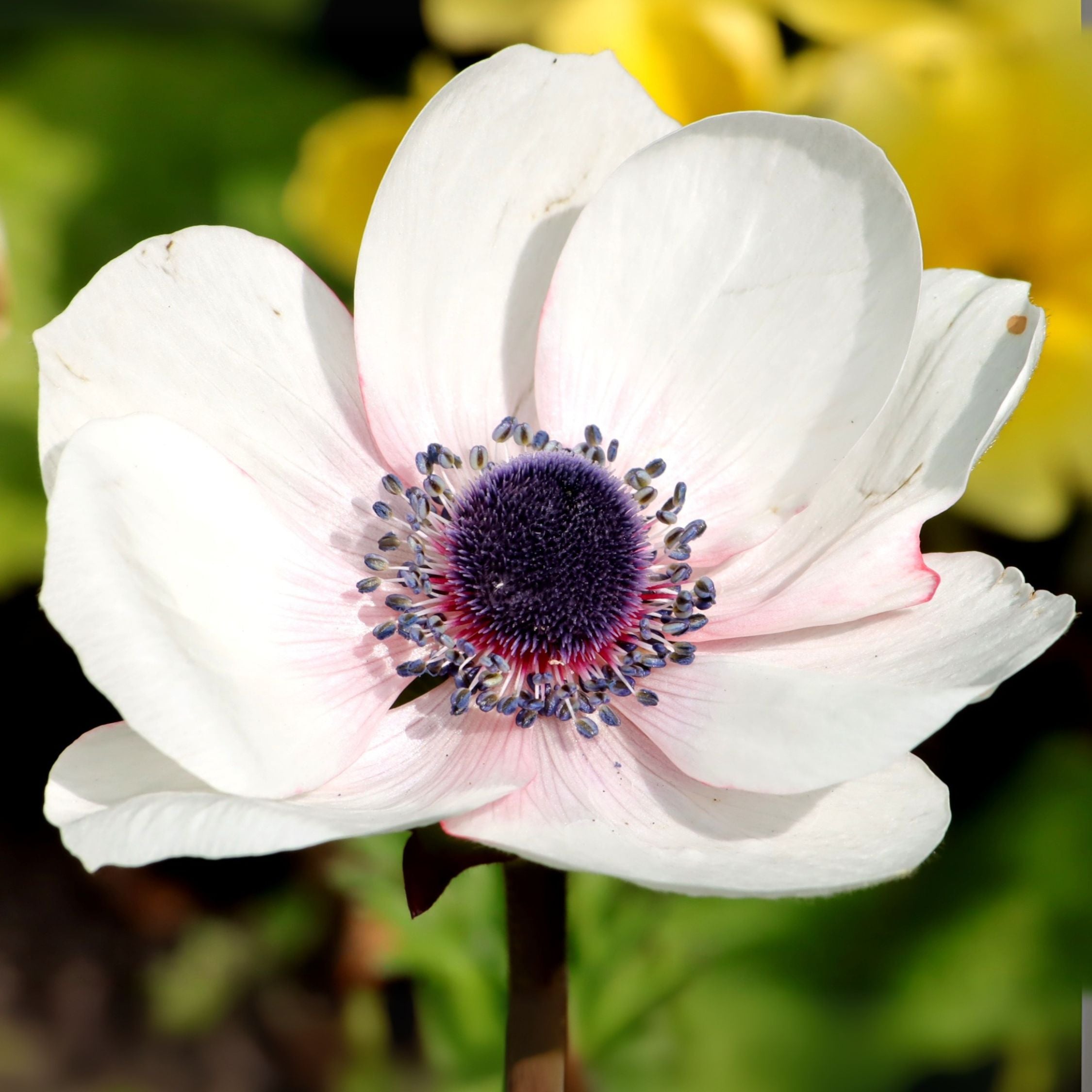 Mix of 30 De Caen Anemones – Outdoor Plant