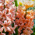 Lot De 25 Bulbes Peach Blush – Plante D'Extérieur