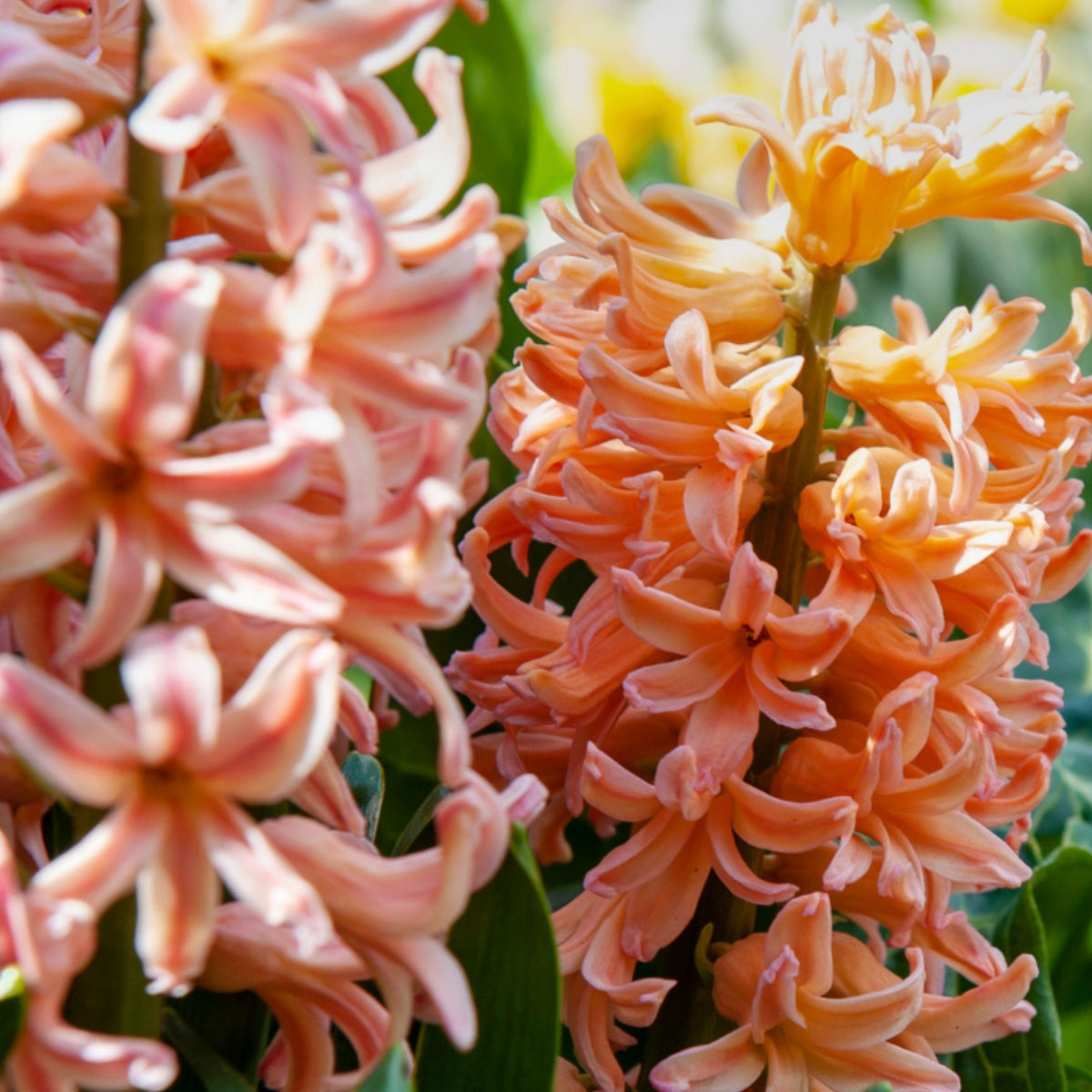 Lot De 25 Bulbes Peach Blush – Plante D'Extérieur