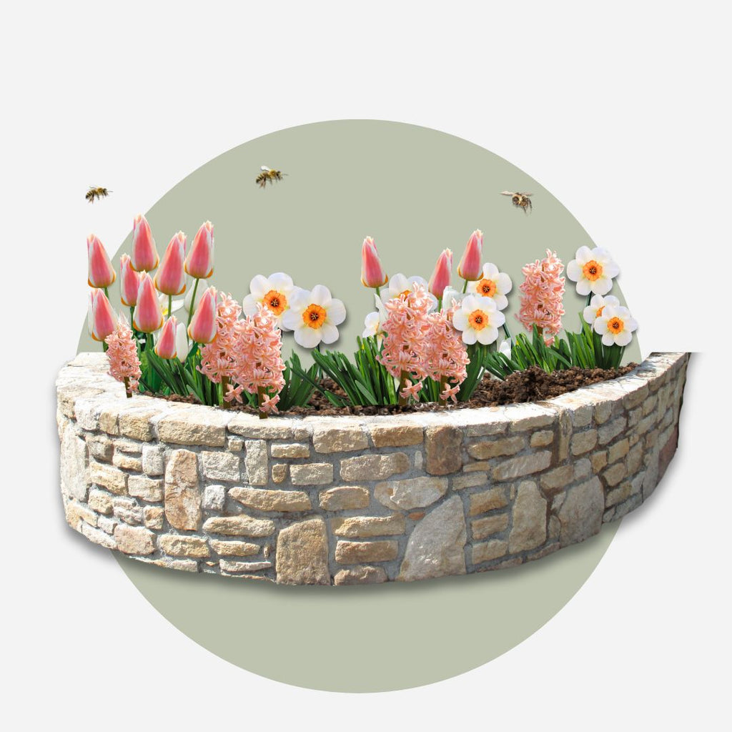 Lot De 25 Bulbes Peach Blush – Plante D'Extérieur