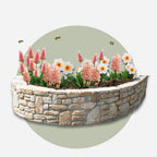 Lot De 25 Bulbes Peach Blush – Plante D'Extérieur