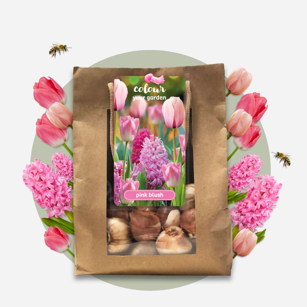 Lote de 25 bulbos Pink Blush – Planta de exterior