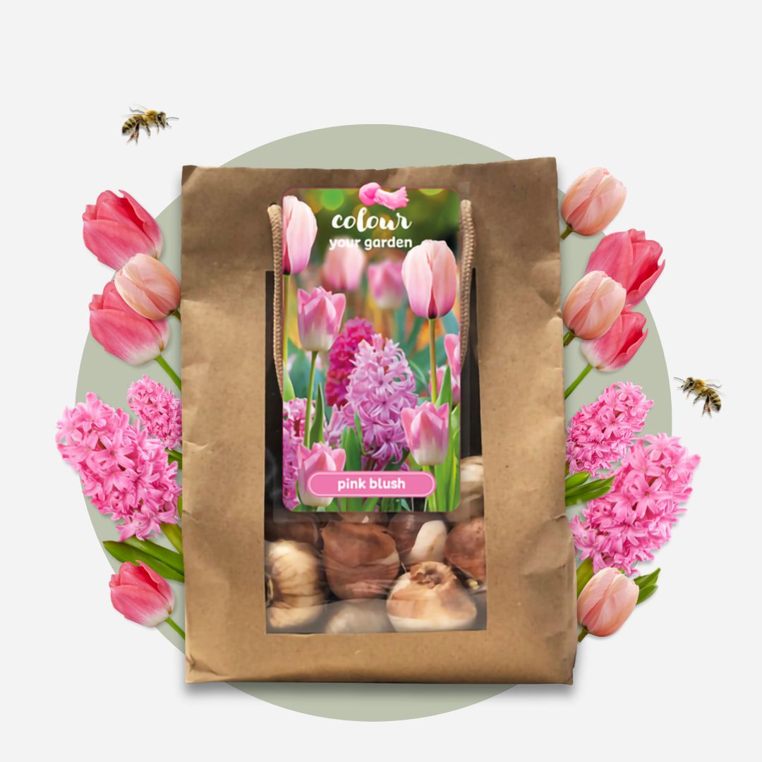 Lote de 25 bulbos Pink Blush – Planta de exterior