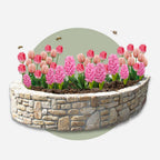 Lote de 25 bulbos Pink Blush – Planta de exterior