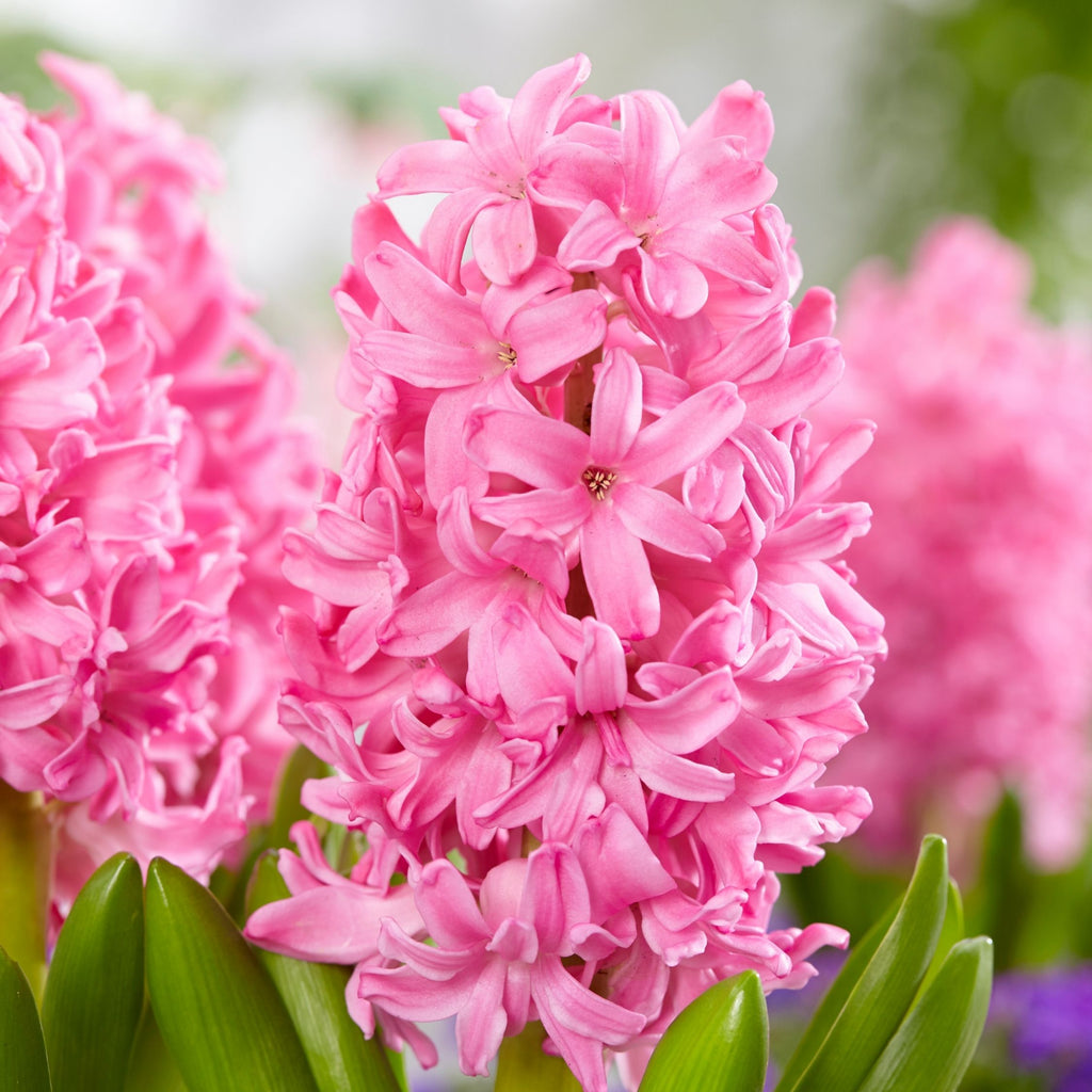 Lote de 25 bulbos Pink Blush – Planta de exterior
