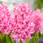 Lote de 25 bulbos Pink Blush – Planta de exterior