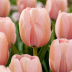 Lote de 25 bulbos Pink Blush – Planta de exterior