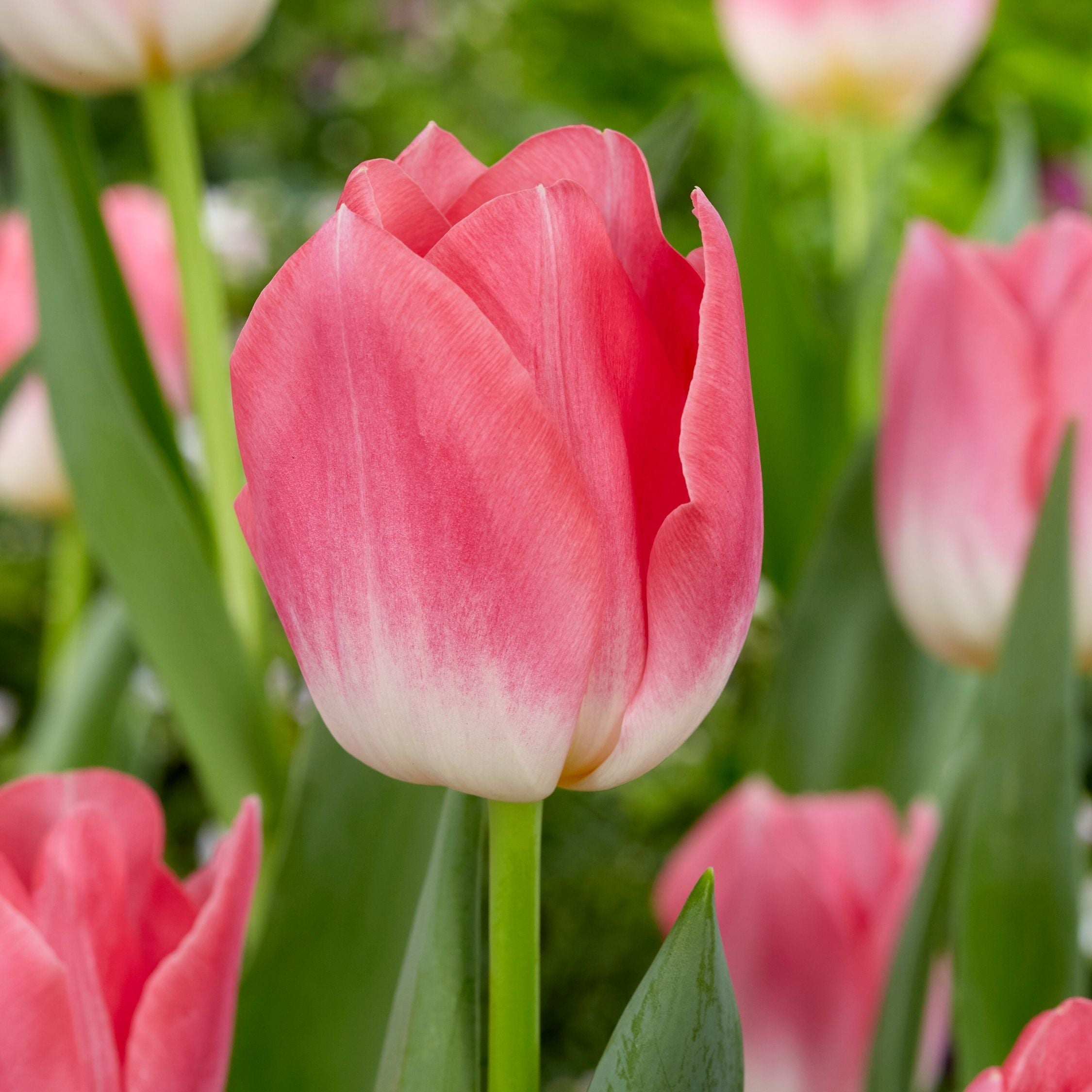 Lote de 25 bulbos Pink Blush – Planta de exterior