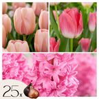 Lote de 25 bulbos Pink Blush – Planta de exterior