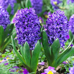 Lot De 15 Jacinthes Blue Trophy – Plante D'Extérieur