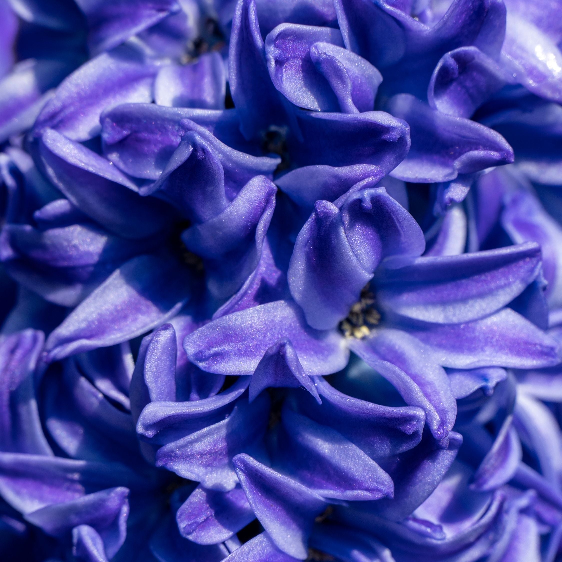 Lot De 15 Jacinthes Blue Trophy – Plante D'Extérieur