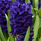 Lot De 15 Jacinthes Blue Trophy – Plante D'Extérieur