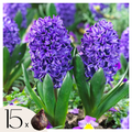 Lot De 15 Jacinthes Blue Trophy – Plante D'Extérieur