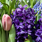 Lot De 15 Jacinthes Blue Trophy – Plante D'Extérieur