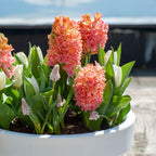 Set of 15 Gipsy Queen Hyacinths – Outdoor Plant