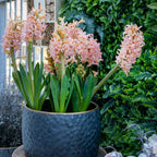 Set of 15 Gipsy Queen Hyacinths – Outdoor Plant