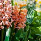 Set of 15 Gipsy Queen Hyacinths – Outdoor Plant