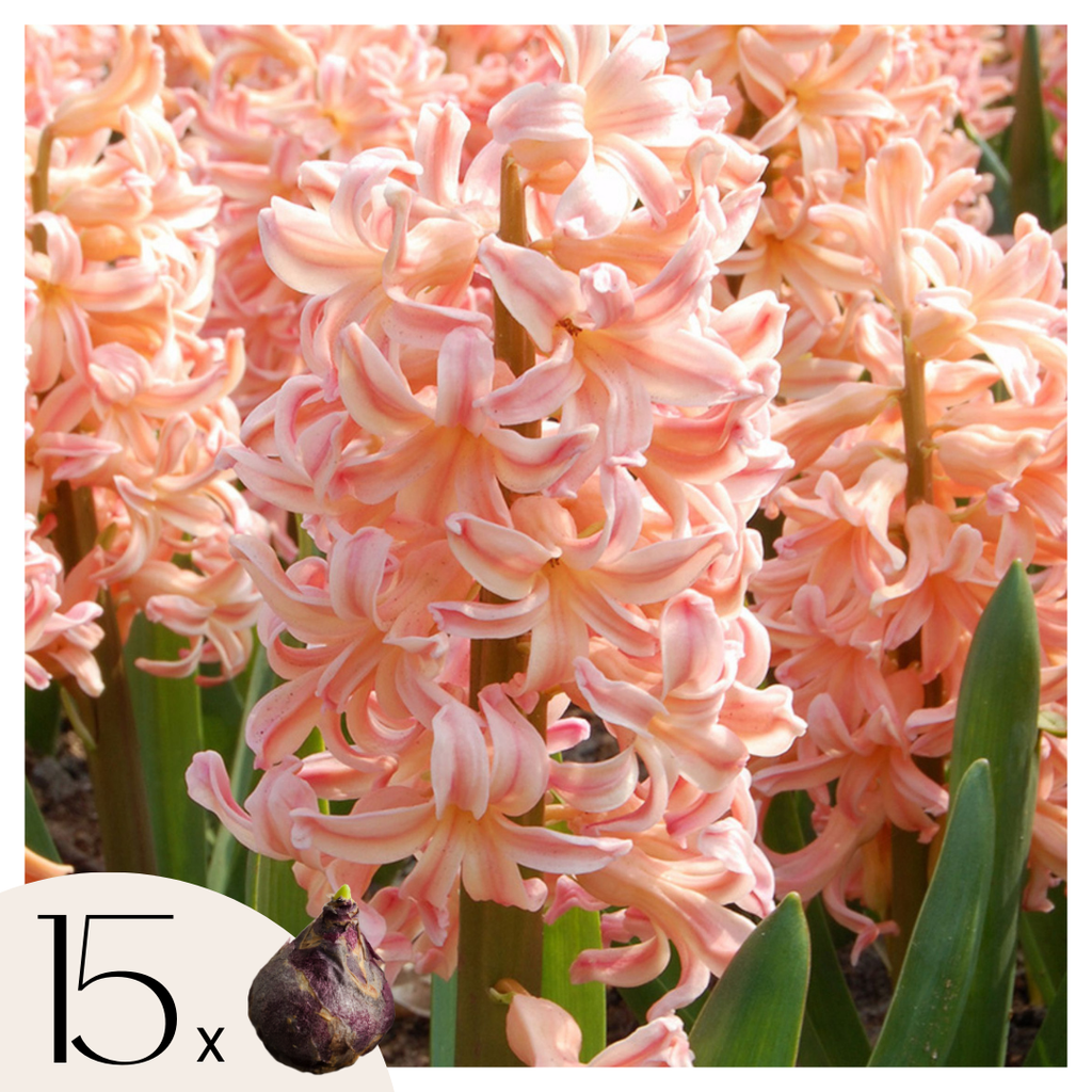Set of 15 Gipsy Queen Hyacinths – Outdoor Plant