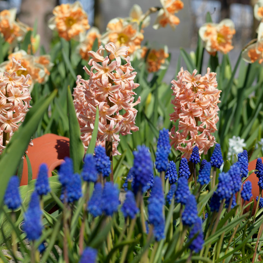 Set of 15 Gipsy Queen Hyacinths – Outdoor Plant
