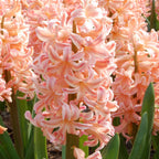 Set of 15 Gipsy Queen Hyacinths – Outdoor Plant