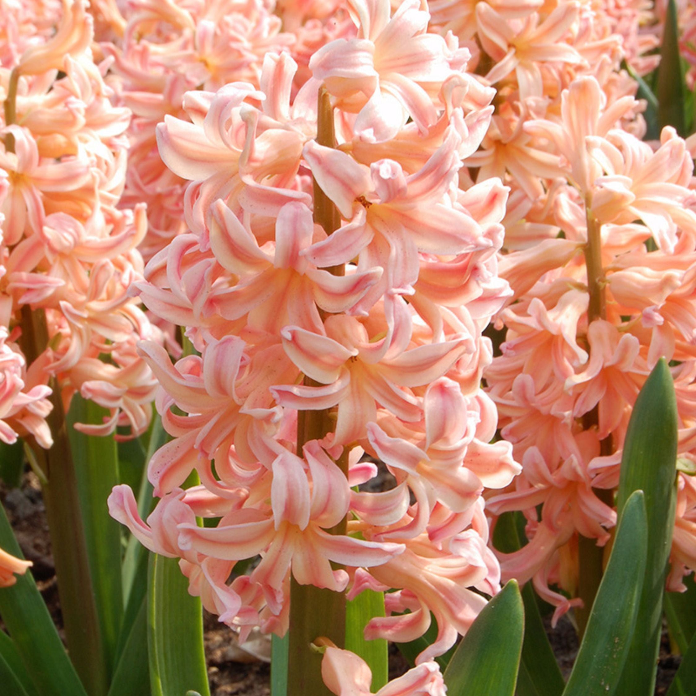 Set of 15 Gipsy Queen Hyacinths – Outdoor Plant