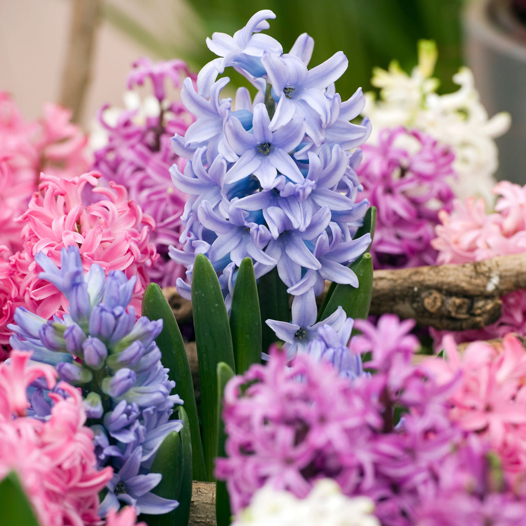 Lot De 10 Jacinthes Mélangées – Plante D'Extérieur