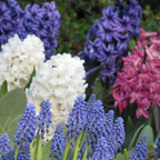 Lot De 10 Jacinthes Mélangées – Plante D'Extérieur