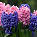 Lot De 10 Jacinthes Mélangées – Plante D'Extérieur