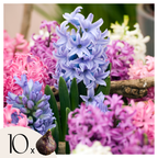 Lot De 10 Jacinthes Mélangées – Plante D'Extérieur