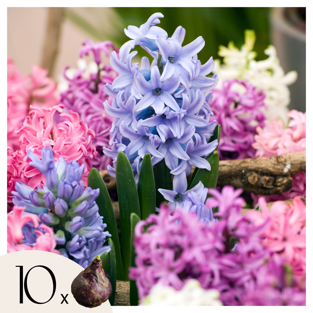 Lot De 10 Jacinthes Mélangées – Plante D'Extérieur