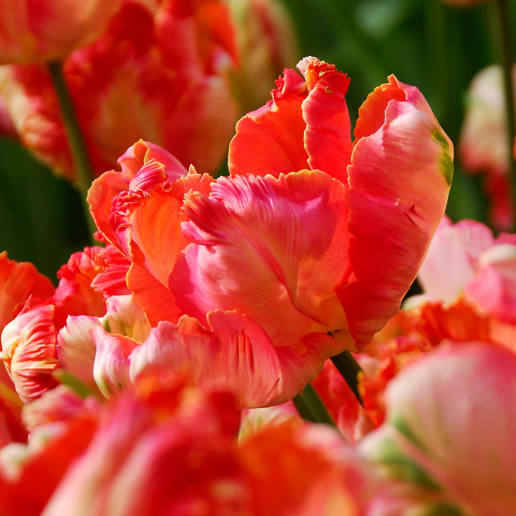 Lot De 14 Tulipes Apricot Parrot – Plante D'Extérieur