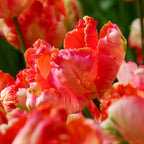 Lot De 14 Tulipes Apricot Parrot – Plante D'Extérieur