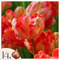 Lot De 14 Tulipes Apricot Parrot – Plante D'Extérieur