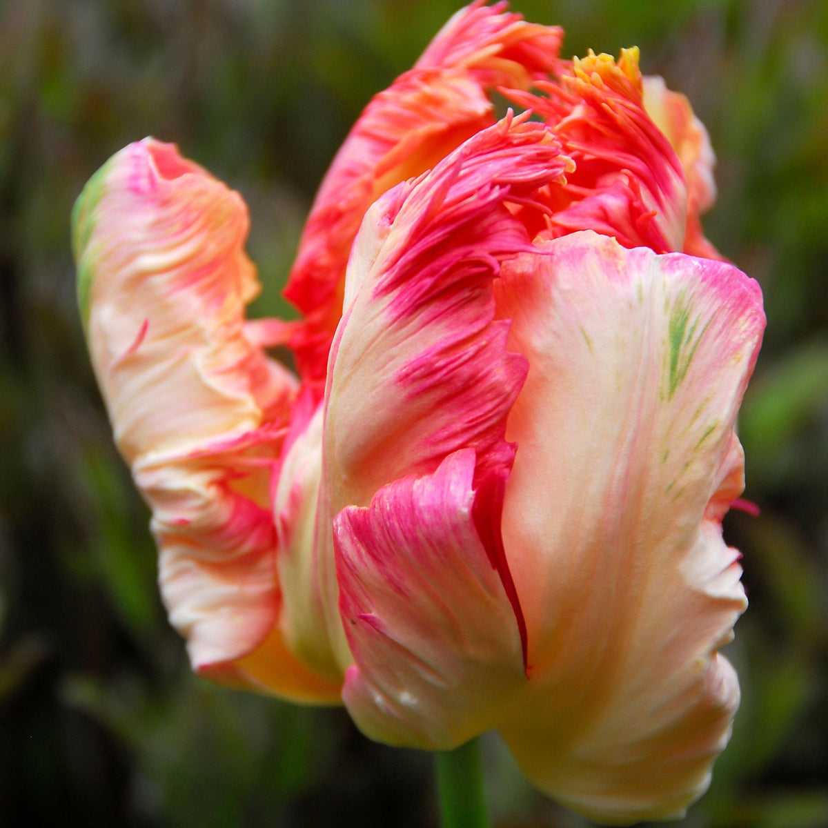 Lot De 14 Tulipes Apricot Parrot – Plante D'Extérieur