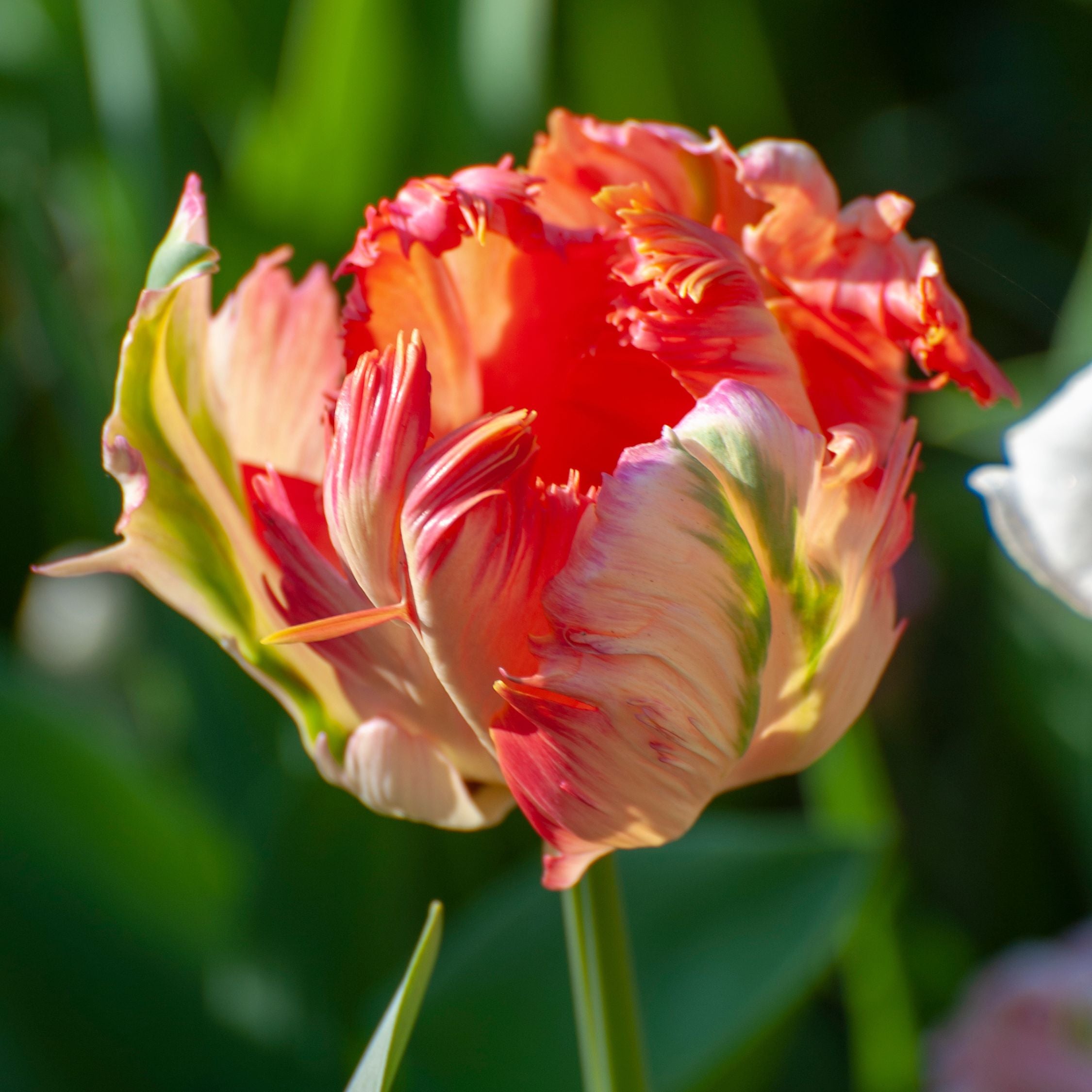 Lot De 14 Tulipes Apricot Parrot – Plante D'Extérieur