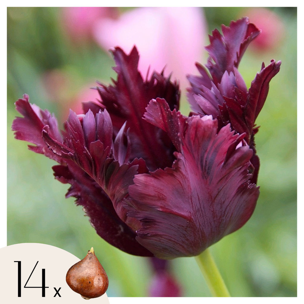 Lote de 14 tulipanes Black Parrot – Planta de exterior