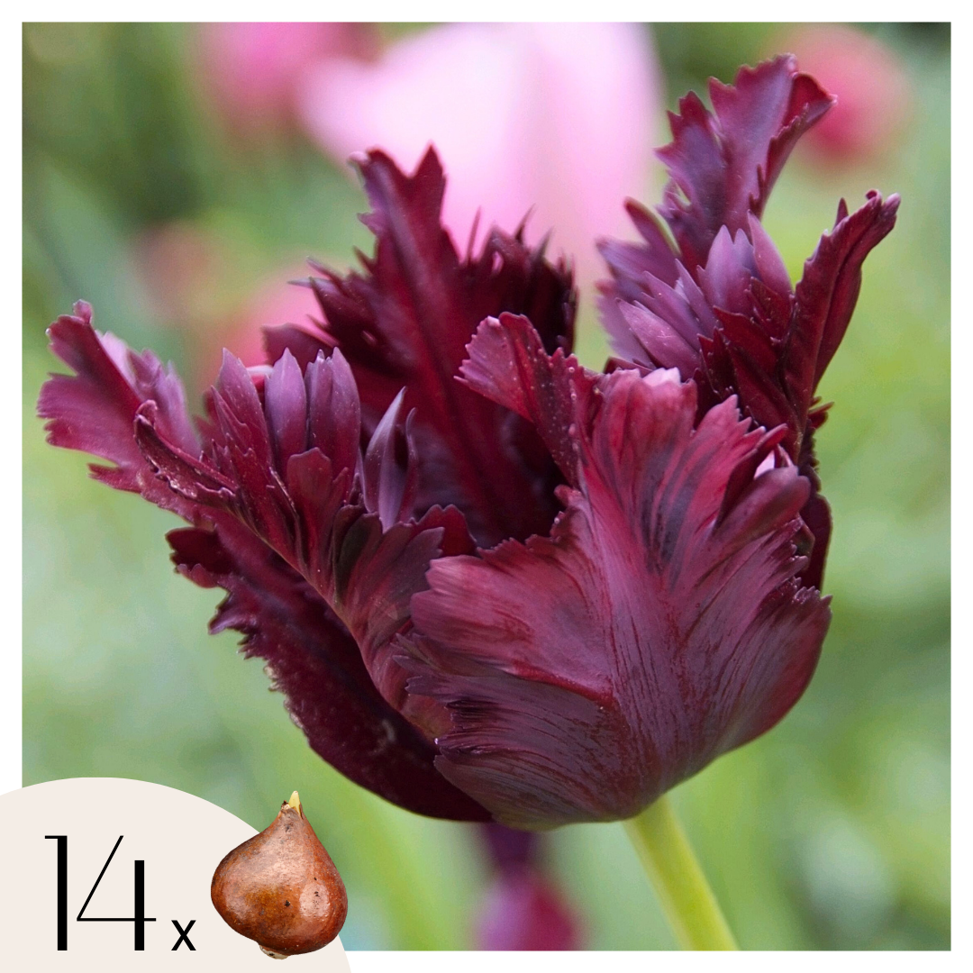 Lote de 14 tulipanes Black Parrot – Planta de exterior