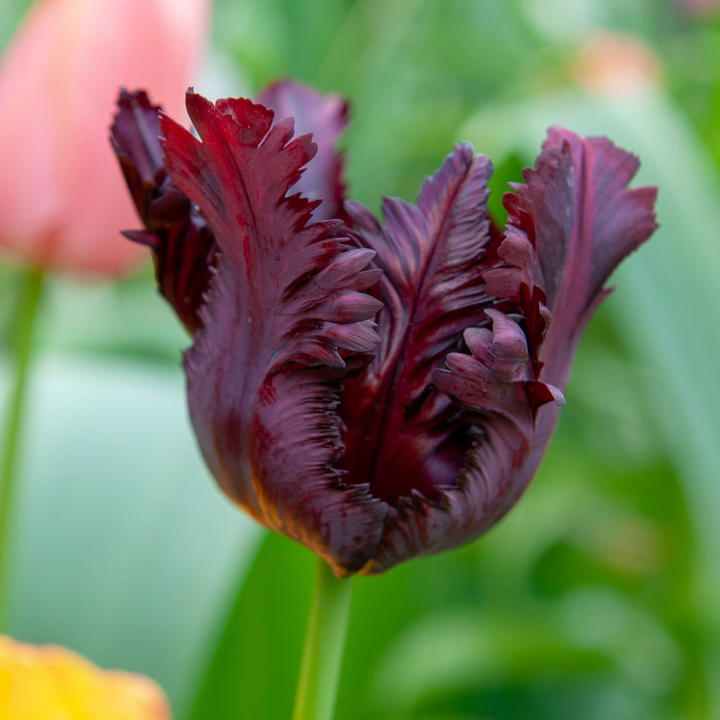 Lote de 14 tulipanes Black Parrot – Planta de exterior