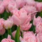 Set of 15 Dreamer Tulips – Outdoor Plant