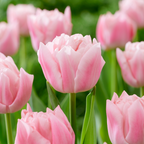 Set of 15 Dreamer Tulips – Outdoor Plant