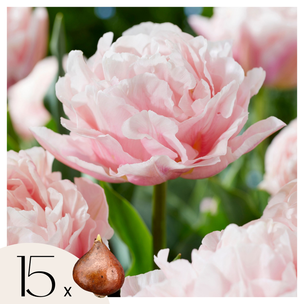 Set of 15 Dreamer Tulips – Outdoor Plant