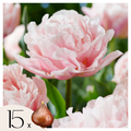 Set of 15 Dreamer Tulips – Outdoor Plant