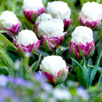 Lote de 15 tulipanes Ice Cream – Planta de exterior