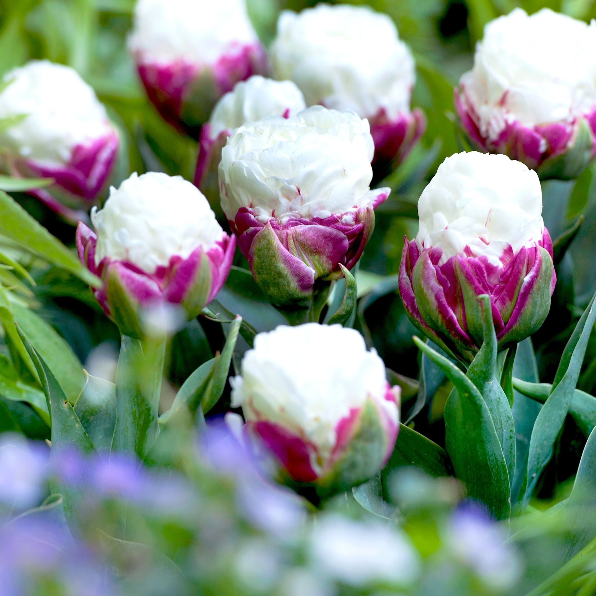 Lote de 15 tulipanes Ice Cream – Planta de exterior