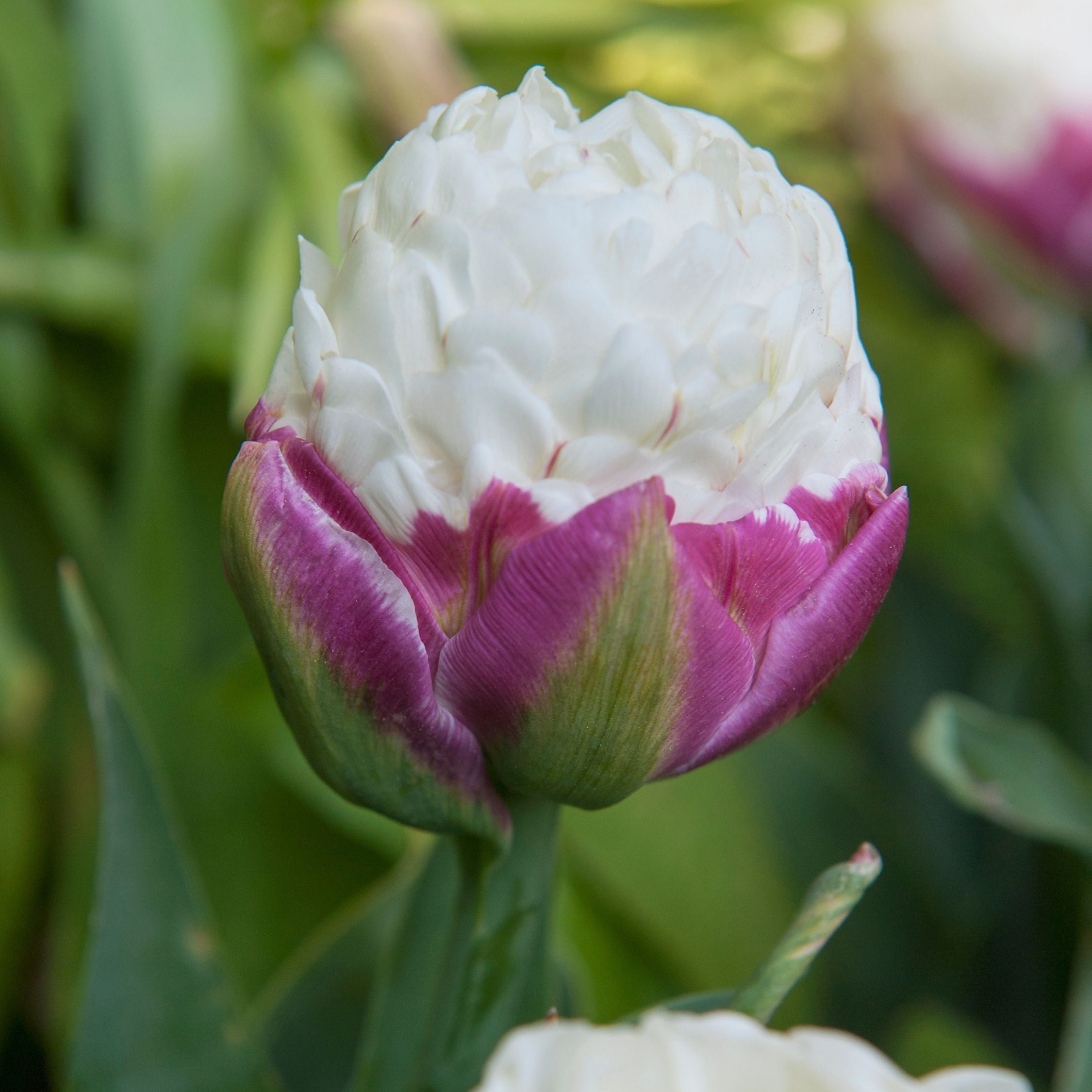 Lote de 15 tulipanes Ice Cream – Planta de exterior
