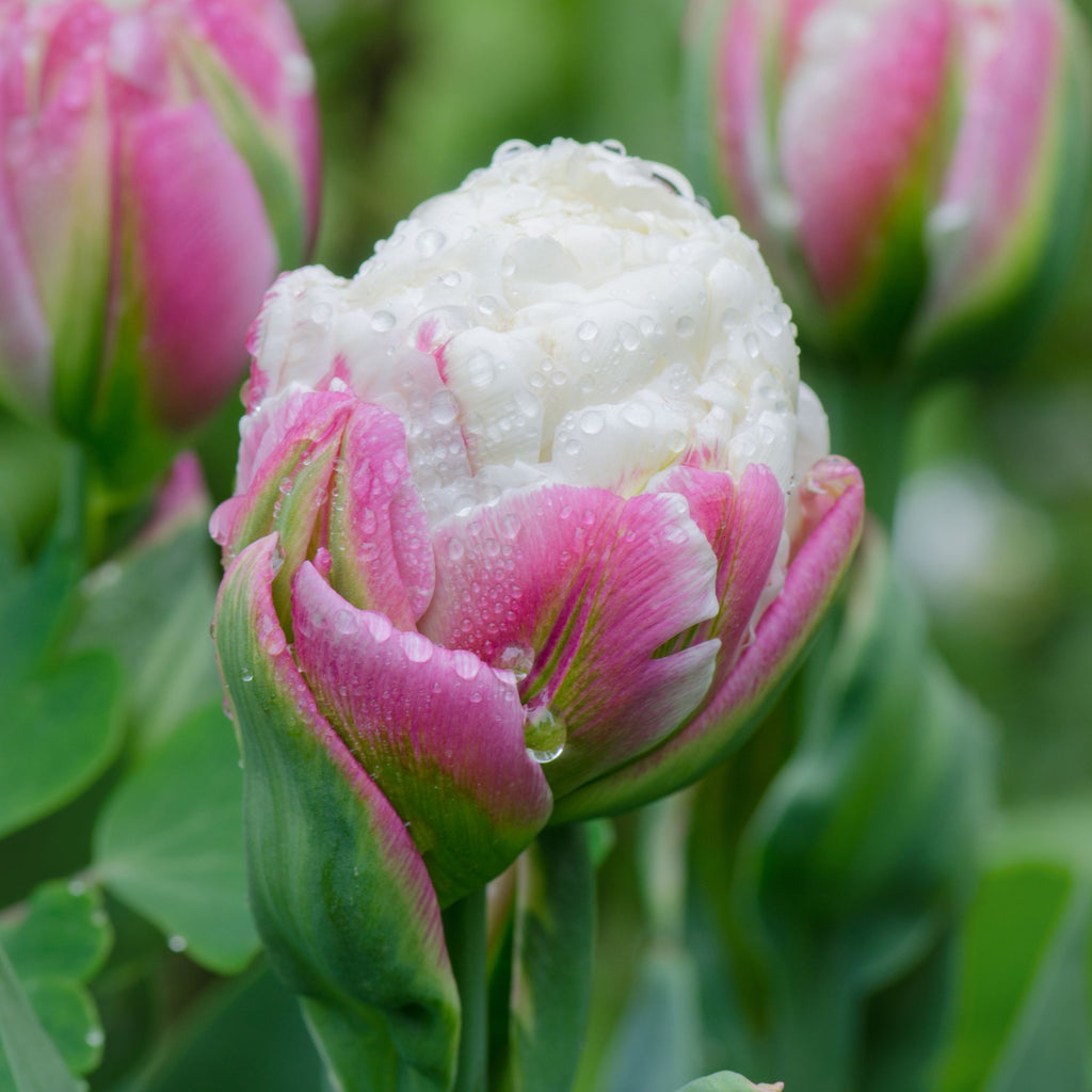 Lote de 15 tulipanes Ice Cream – Planta de exterior
