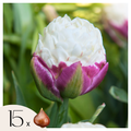 Lote de 15 tulipanes Ice Cream – Planta de exterior