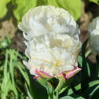 Lote de 15 tulipanes Ice Cream – Planta de exterior
