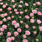Lot De 15 Tulipes Queensland – Plante D'Extérieur