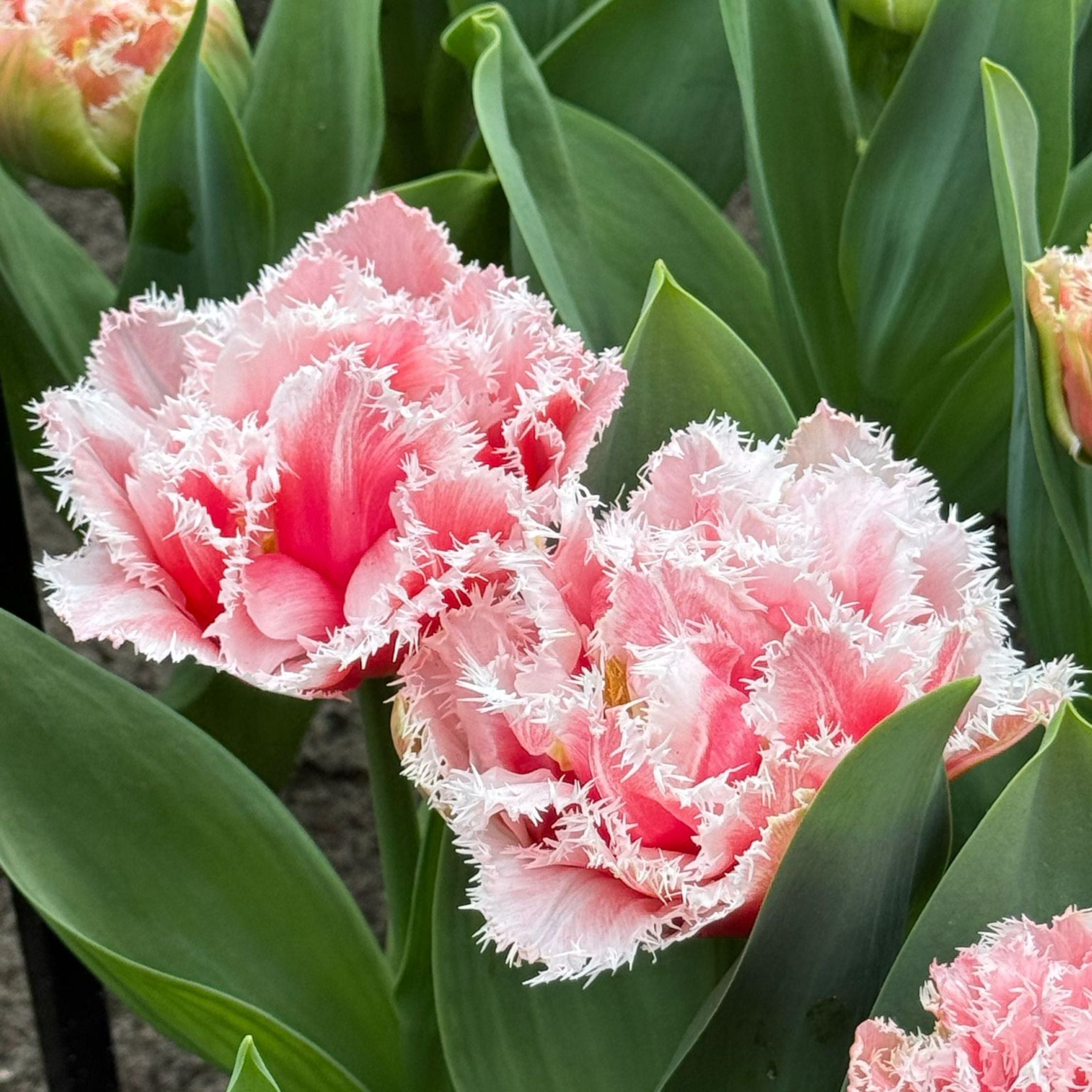 Lot De 15 Tulipes Queensland – Plante D'Extérieur